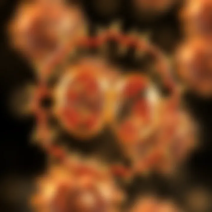 Diagram showing bacterial cell elongation and chromosome replication during division