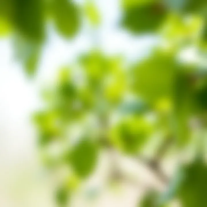 Diagram showing structure of a binary tree with nodes connected by branches representing parent-child relationships